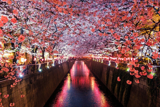 Japan sakura representing hiragana